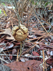 Disholcaspis spongiosa