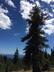 Pinus balfouriana
