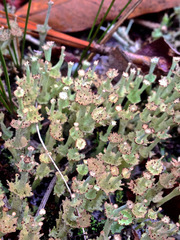 Cladonia rappii