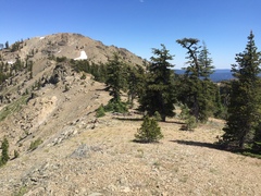 Pinus balfouriana