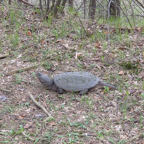 Common Snapping Turtle observed by alexparry