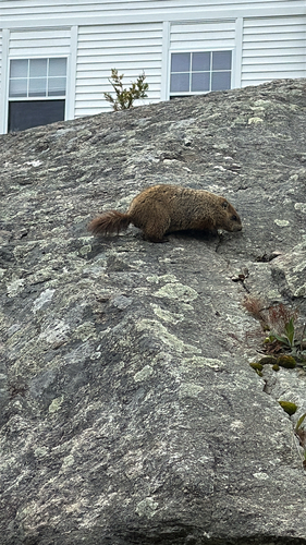 Groundhog observed by maevewilcox