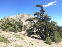 Pinus balfouriana