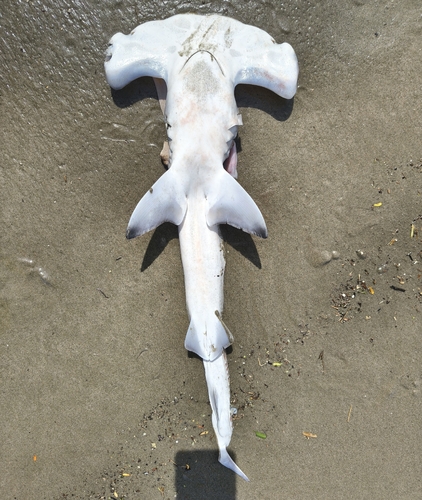Scalloped hammerhead