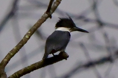 Belted Kingfisher observed by rootfactor