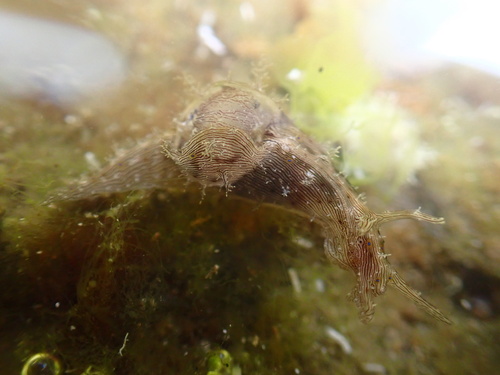 Stylocheilus striatus