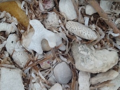 Porites porites