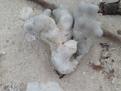 Porites porites