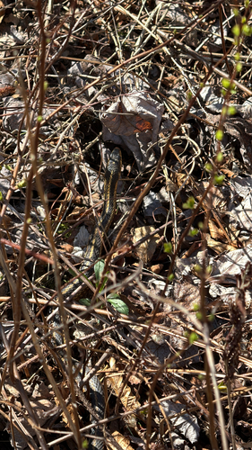 Common Garter Snake observed by bradylasher