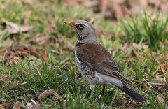 Turdus pilaris