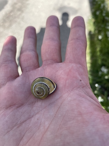 Cepaea nemoralis