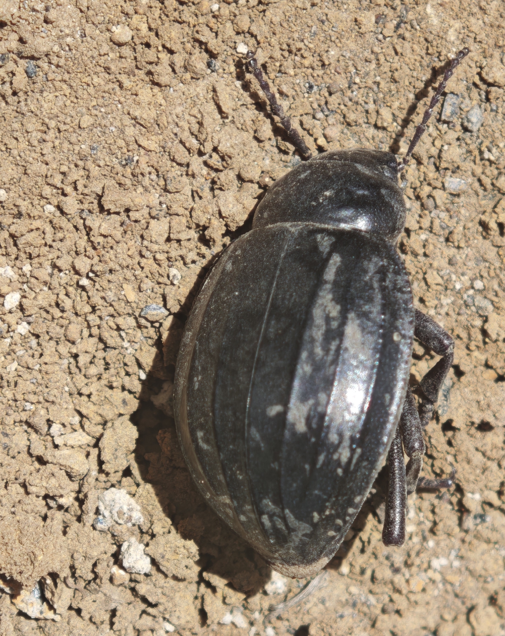 Pimelia laevigata