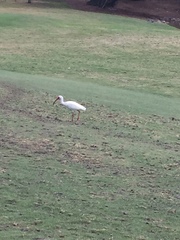 Eudocimus albus