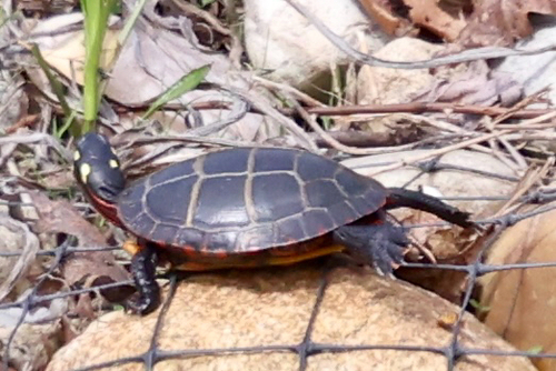 Painted Turtle observed by tixbirdz