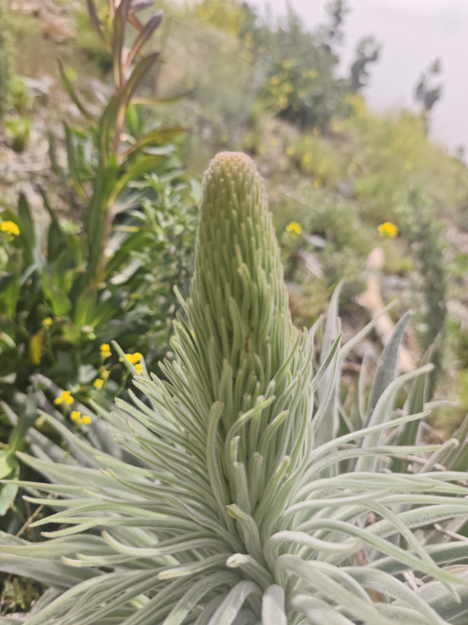 Echium perezii
