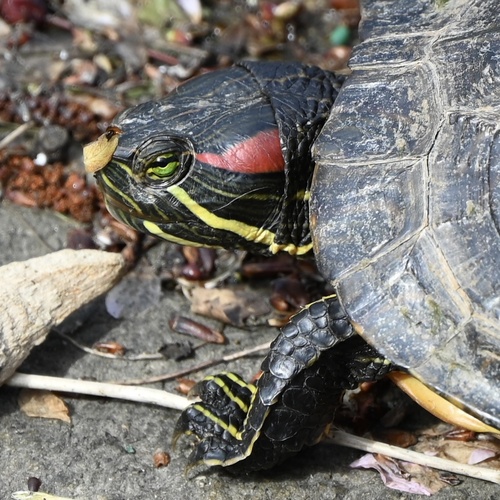 Red-eared Slider observed by gcbb