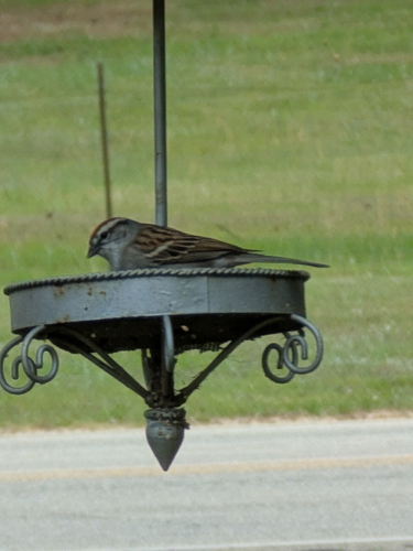 Chipping Sparrow