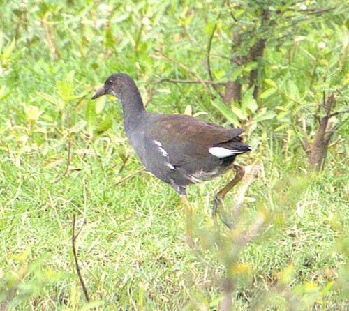 Common Gallinule observed by nickleggatt