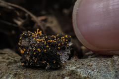 Eustilbum aureum