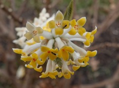Edgeworthia