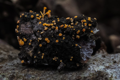 Eustilbum aureum