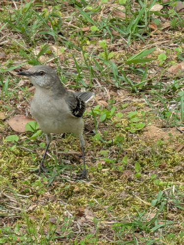 Northern Mockingbird observed by scarlett6610