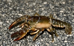 Lacunicambarus thomai