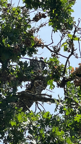 Acorn Woodpecker observed by seattleslayyyer