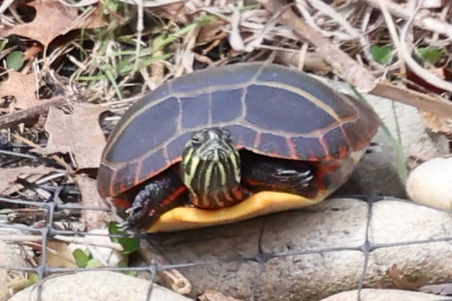 Painted Turtle observed by tixbirdz