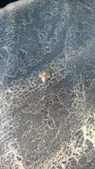 Hamataliwa grisea