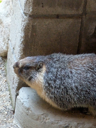 Yellow-bellied Marmot observed by yellowstonewanderer