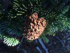 Abies magnifica shastensis