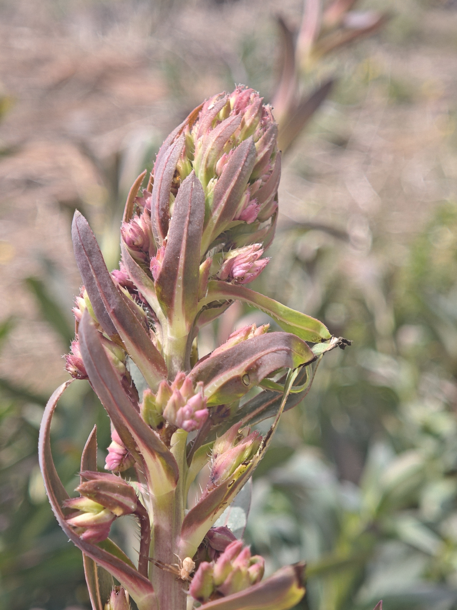 Echium thyrsiflorum