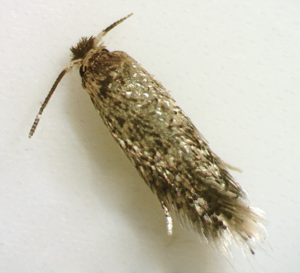 Stigmella saginella