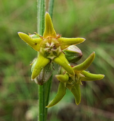 Aspidoglossum woodii