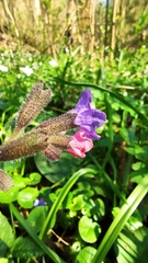 Pulmonaria