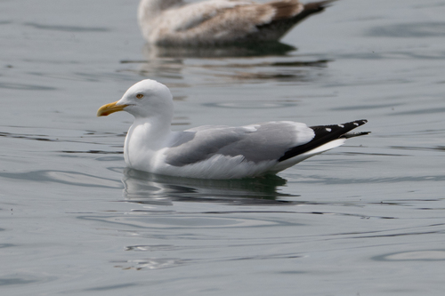 American Herring Gull observed by tristanducharme