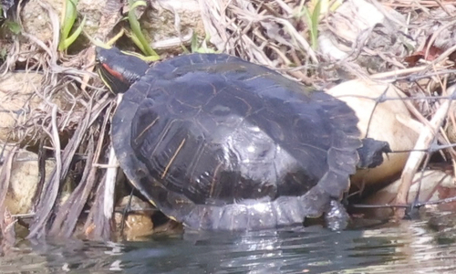 Pond Slider observed by tixbirdz