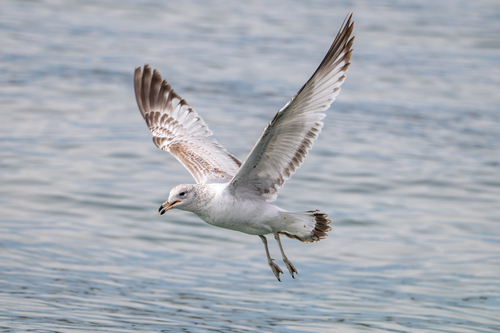Ring-billed Gull observed by tristanducharme