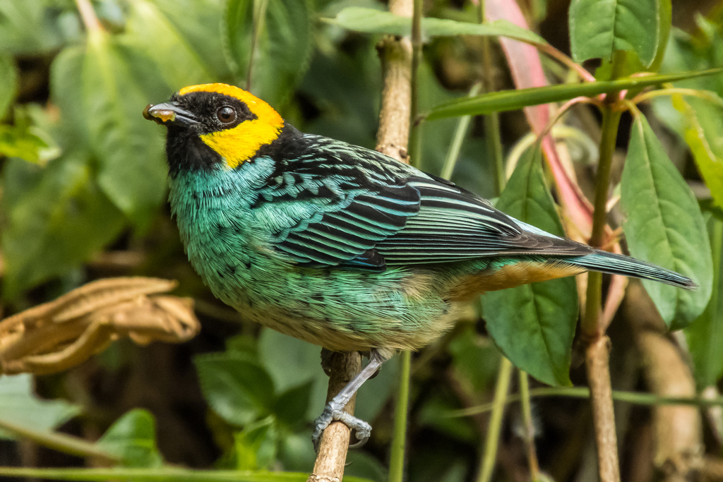 Tangara Coronigualda, Tangara xanthocephala