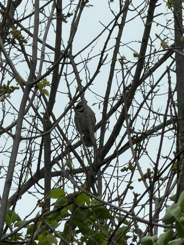 Blue Jay observed by lilyofthevalley-