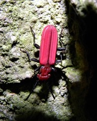 Cucujus cinnaberinus