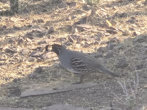 Gambel's Quail observed by walkers1144