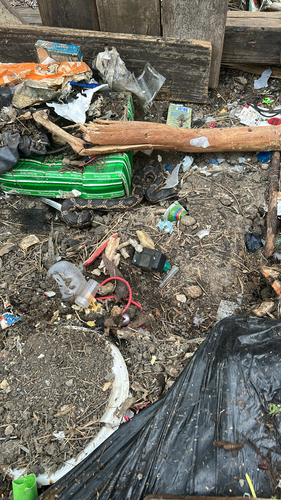 Western Ratsnake observed by chrislbelcher