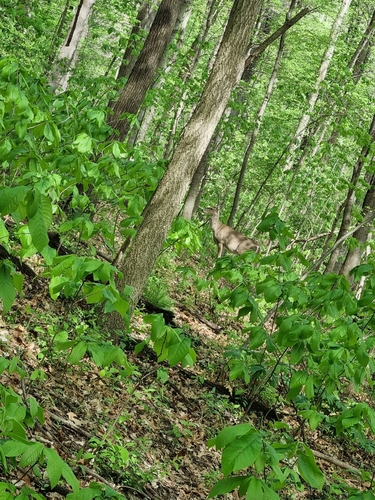 White-tailed Deer observed by zdartapodeszwa