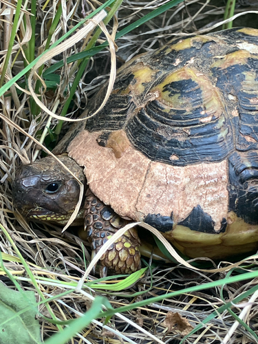 Testudo hermanni