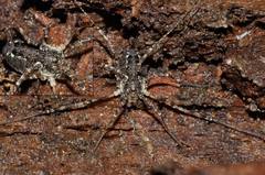 Oligolophus hanseni