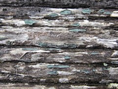 Propolis viridis