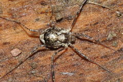 Oligolophus hanseni