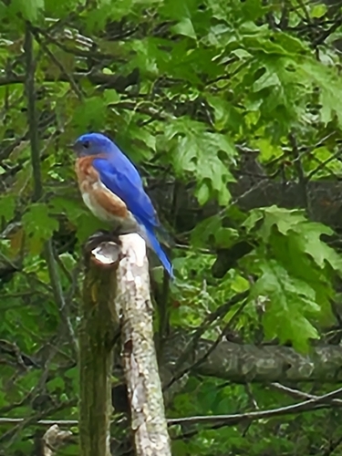 Eastern Bluebird observed by jeklof